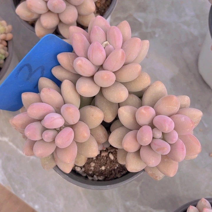 健健康康平平安安