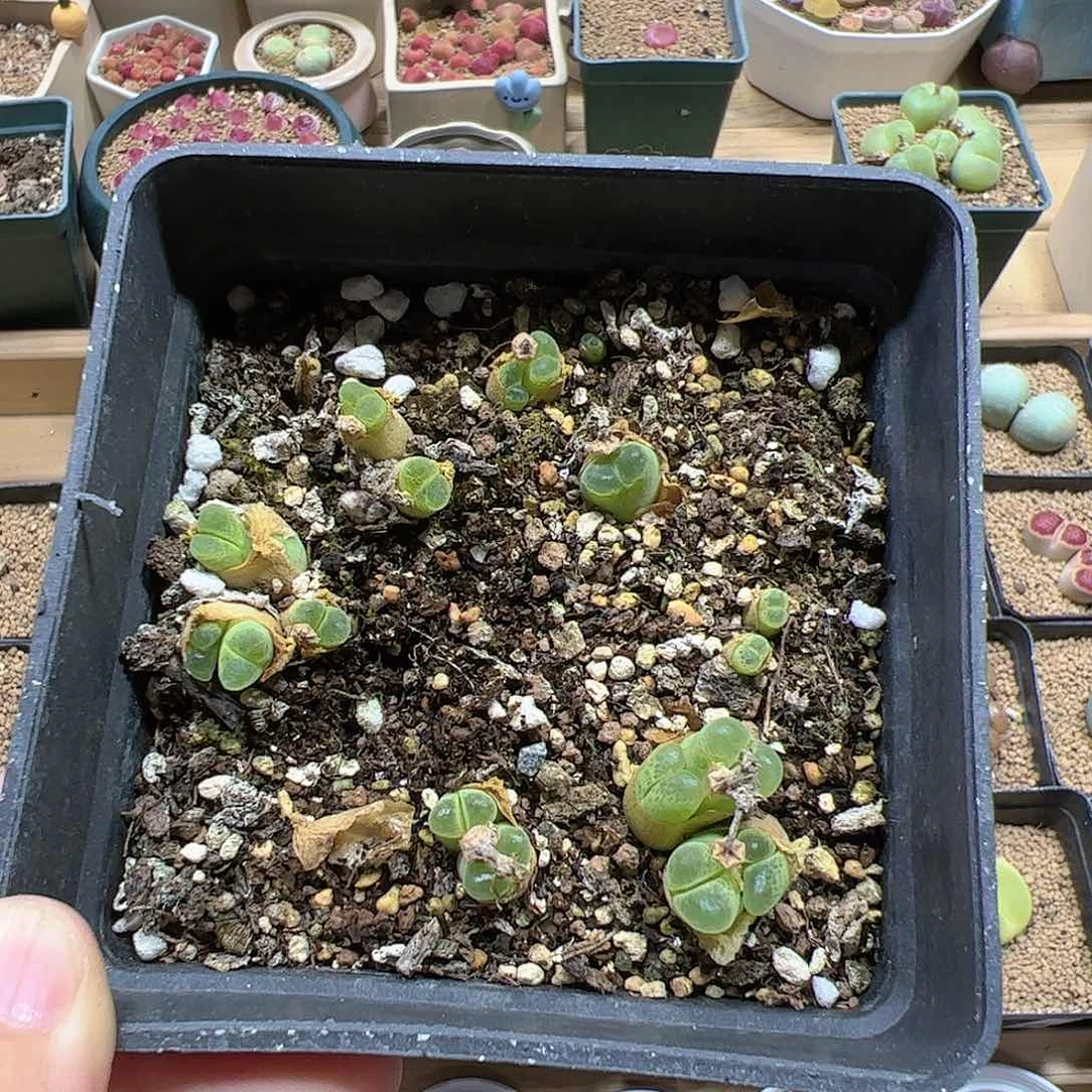 【闪购商品】127 端午福利