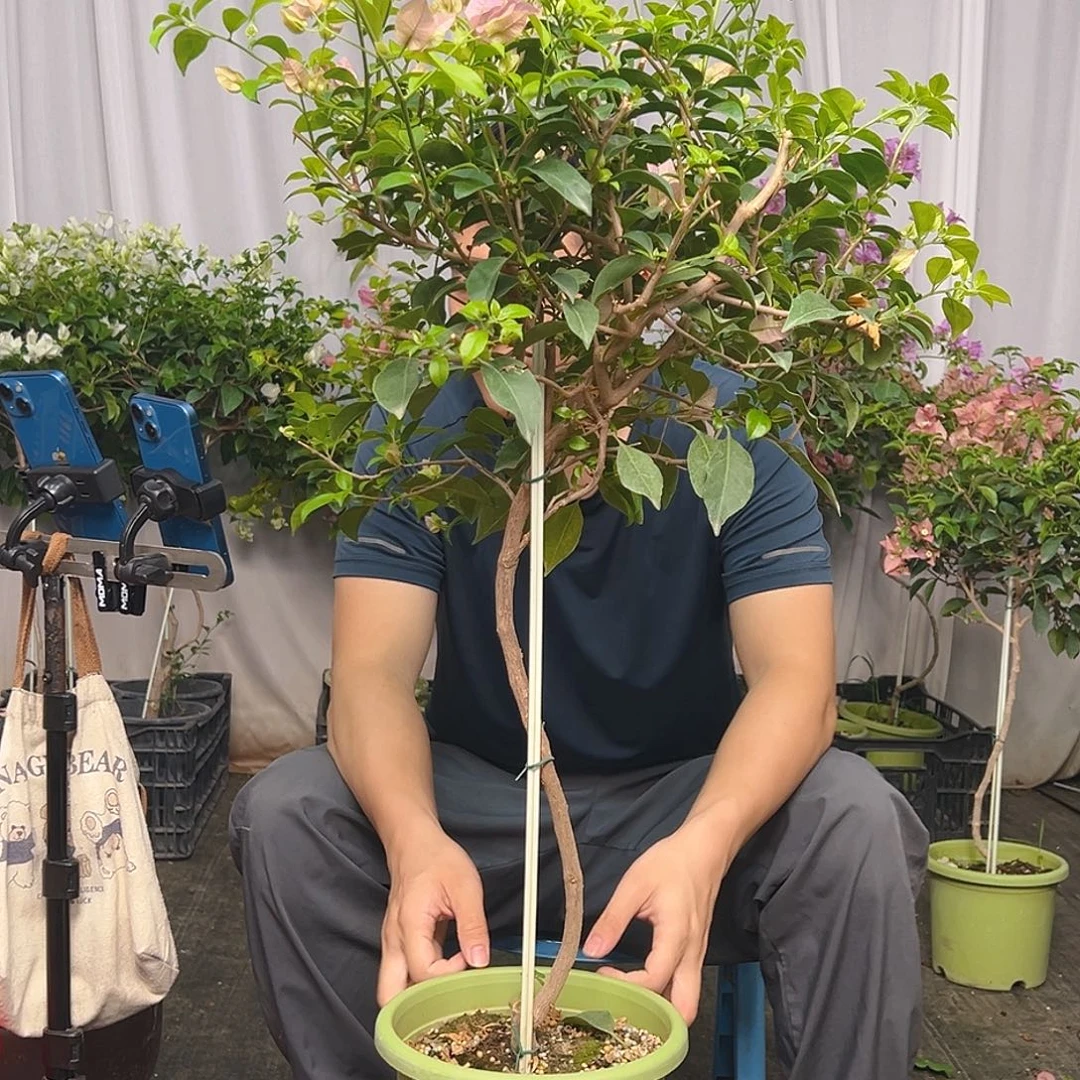 陈****当前无花栽培后可以开花H19巴西紫