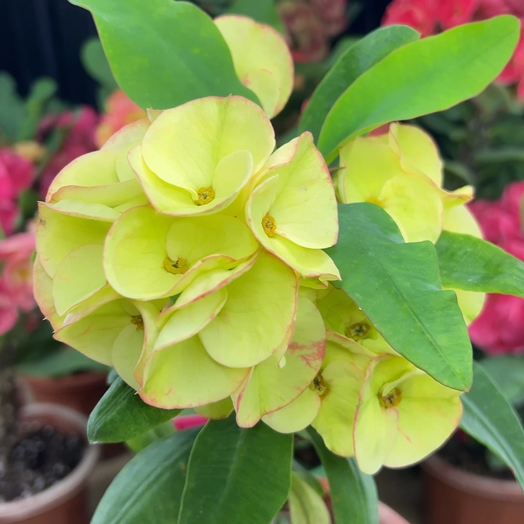 金花环泰国大花虎刺梅