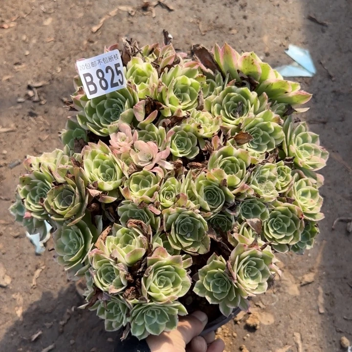 海王……多肉植物……