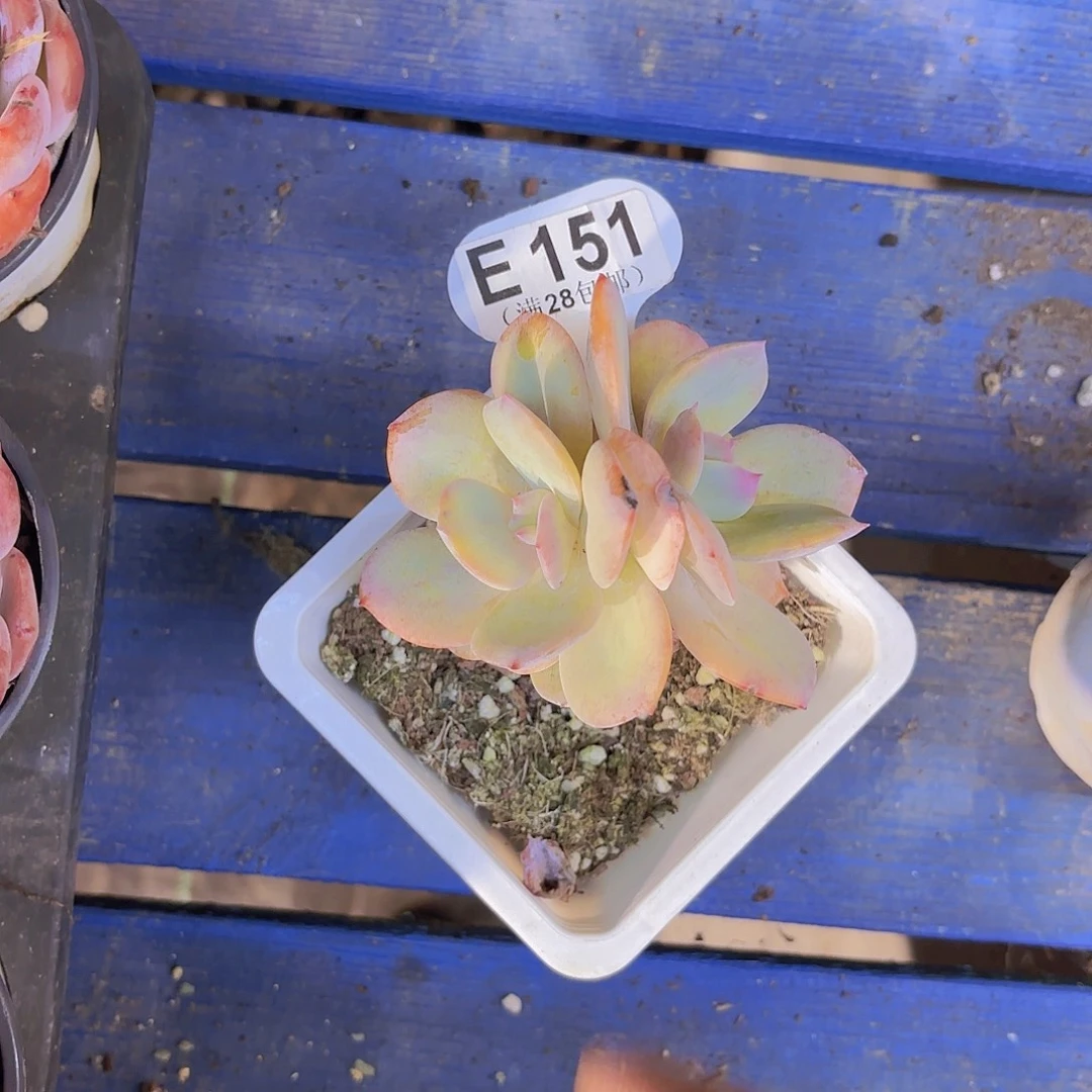 E151白凤一物一拍