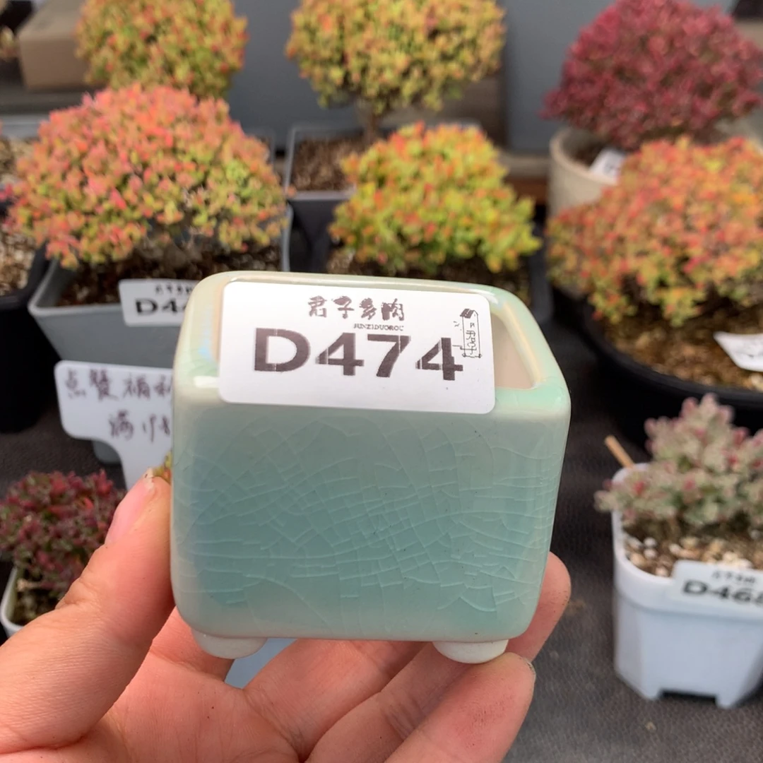 用***9474枝干番杏盆