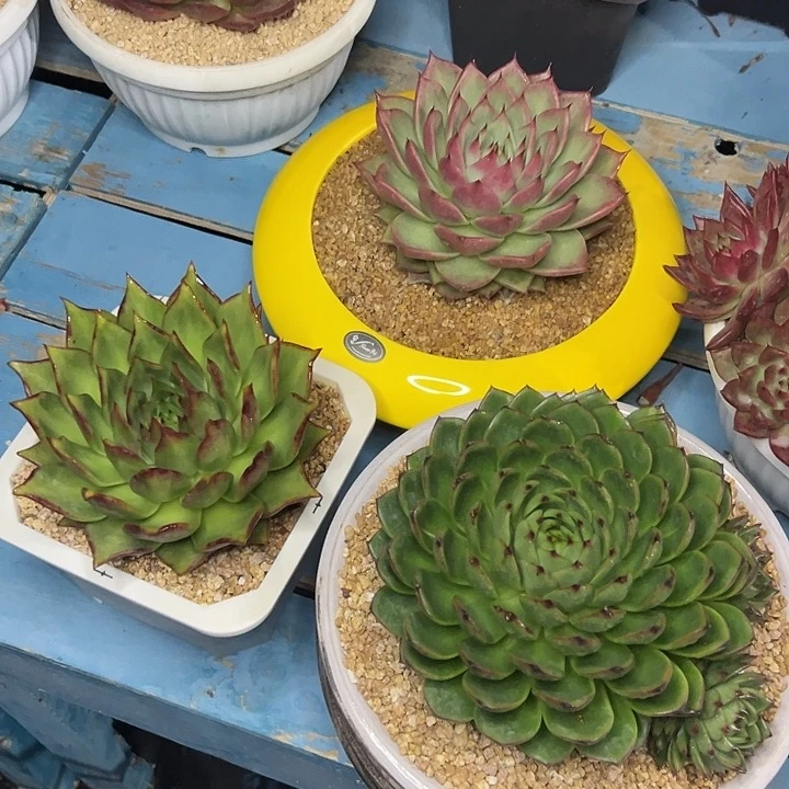 多肉植物一物一拍