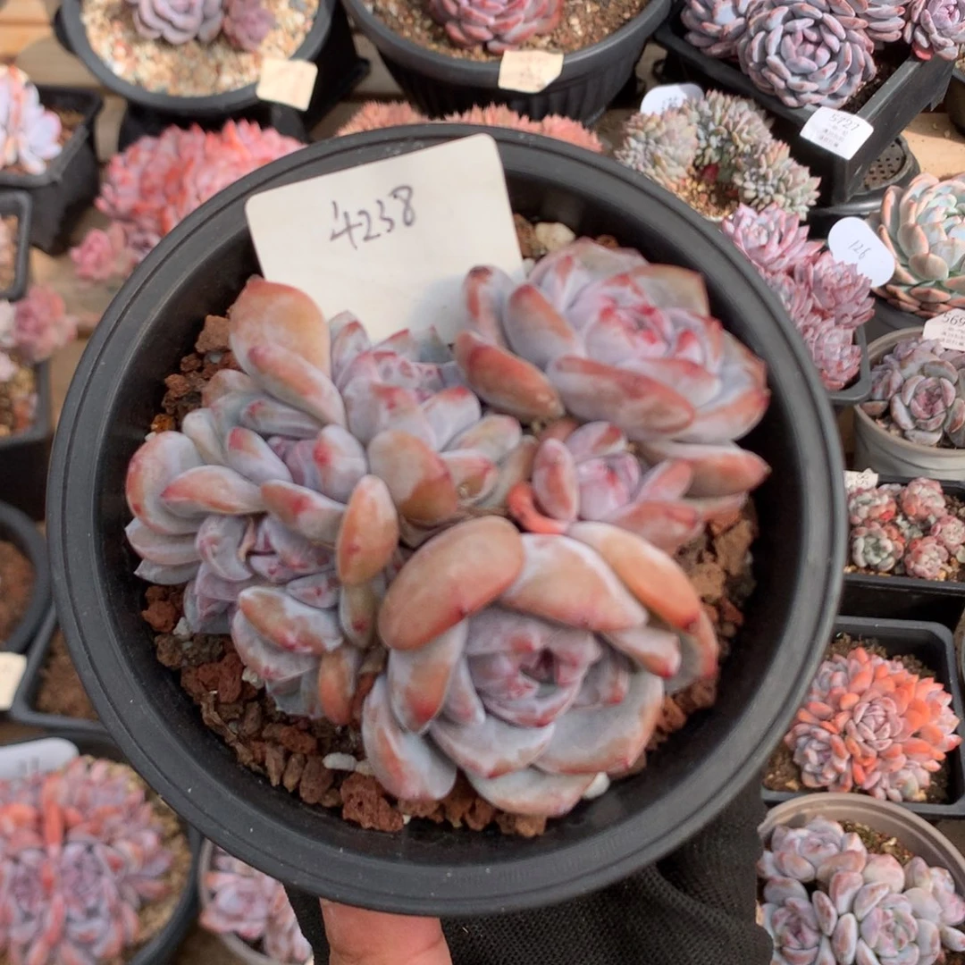 9.5厘米有砍石榴籽朵缀 特价 4238