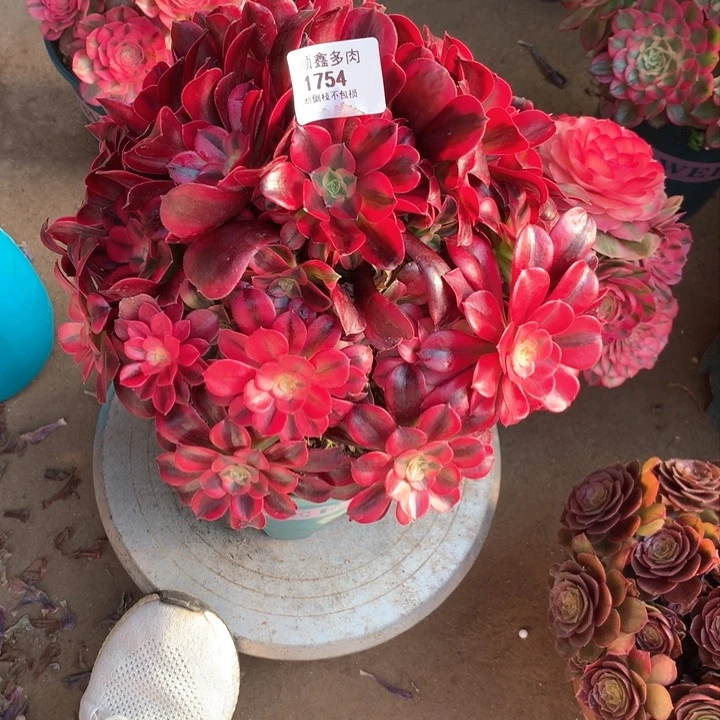 千**寻1754美杜莎多肉植物