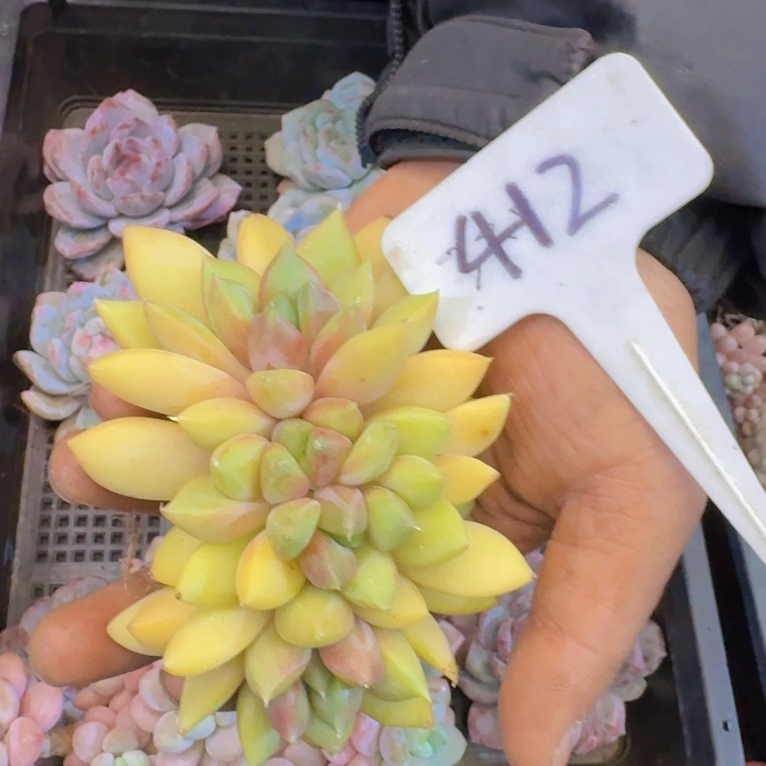 多肉植物的生长发育和