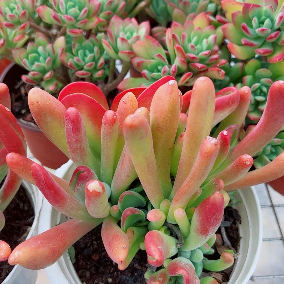 火狐狸多头群生大盆