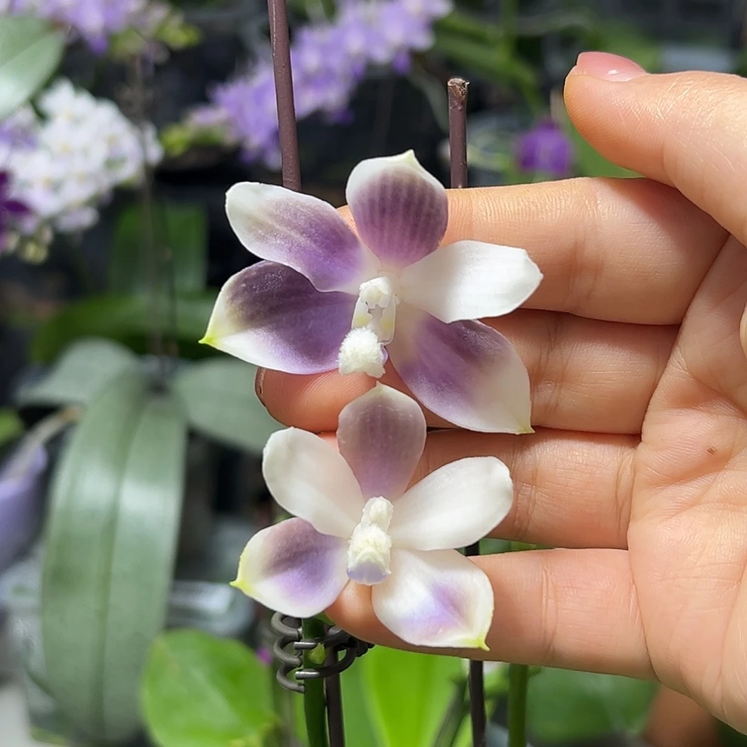 大部分开放少量花苞