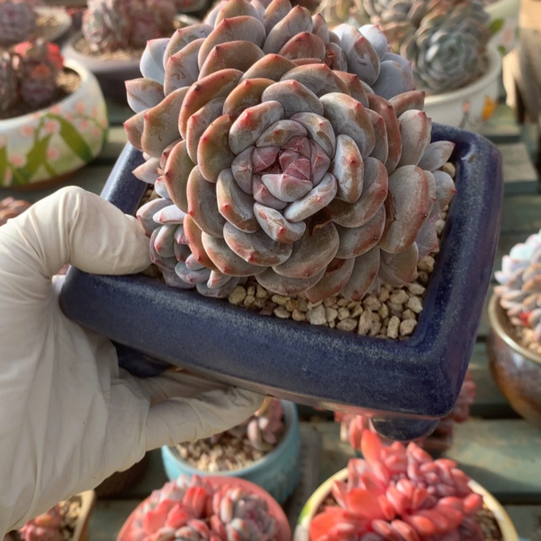 无花朵哈哈哈哈哈哈哈哈5