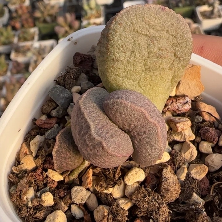 •***云朵水泡多肉植物