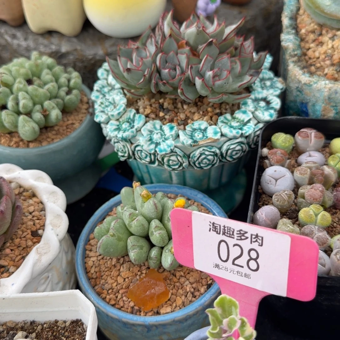 多肉植物彩笔一颗