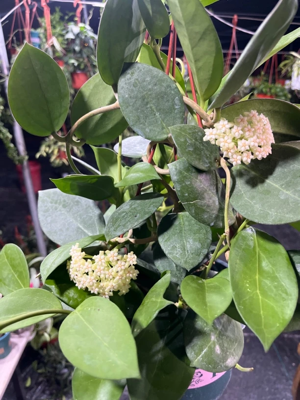 【帕拉】球兰 爬藤攀援吊兰植物