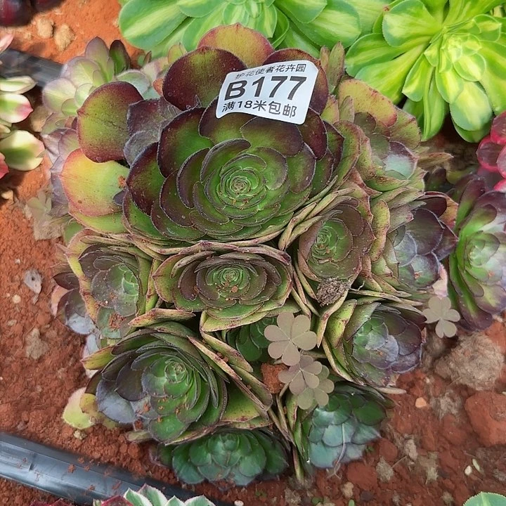 多肉法师海珊瑚朵