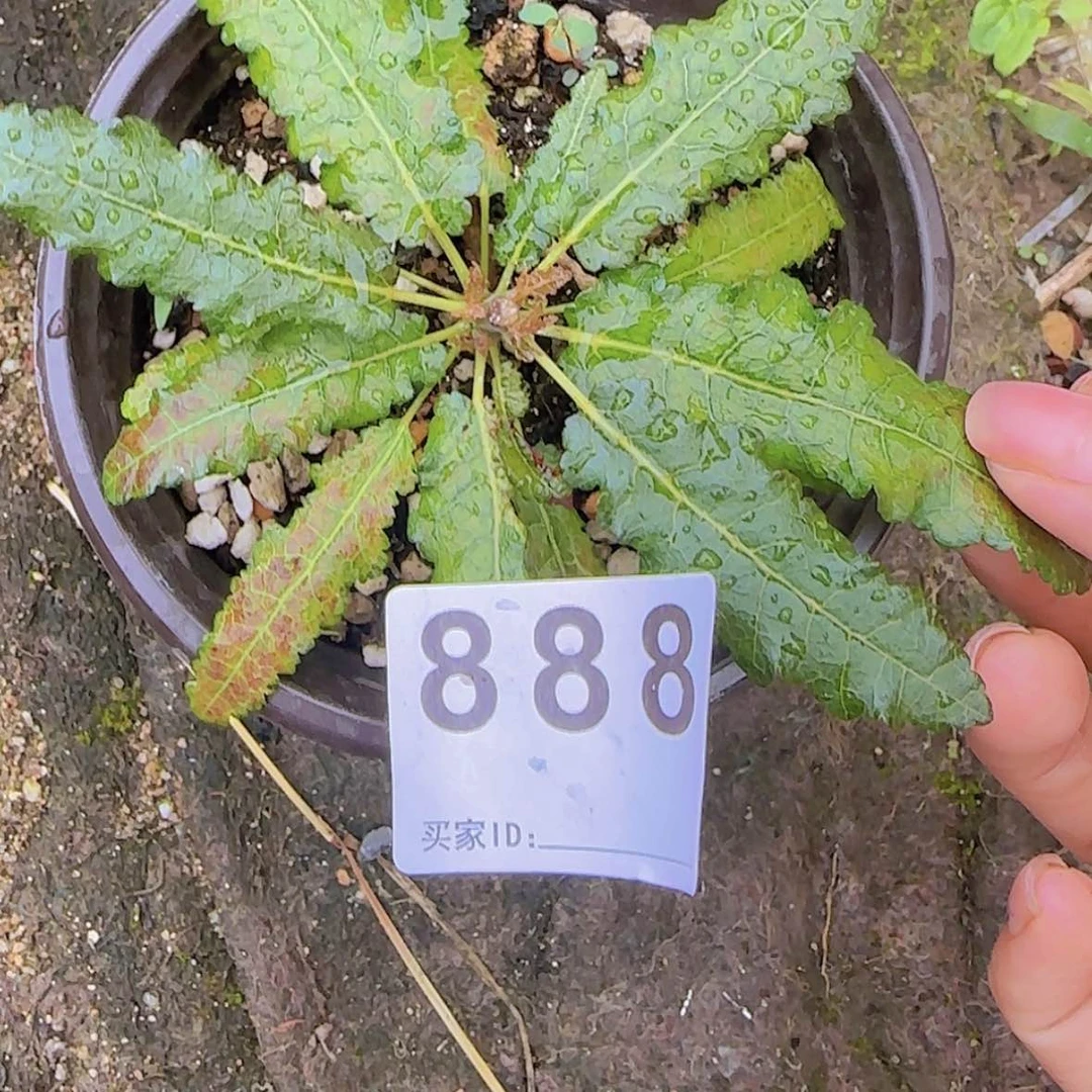 【闪购商品】轻****梭块根植物