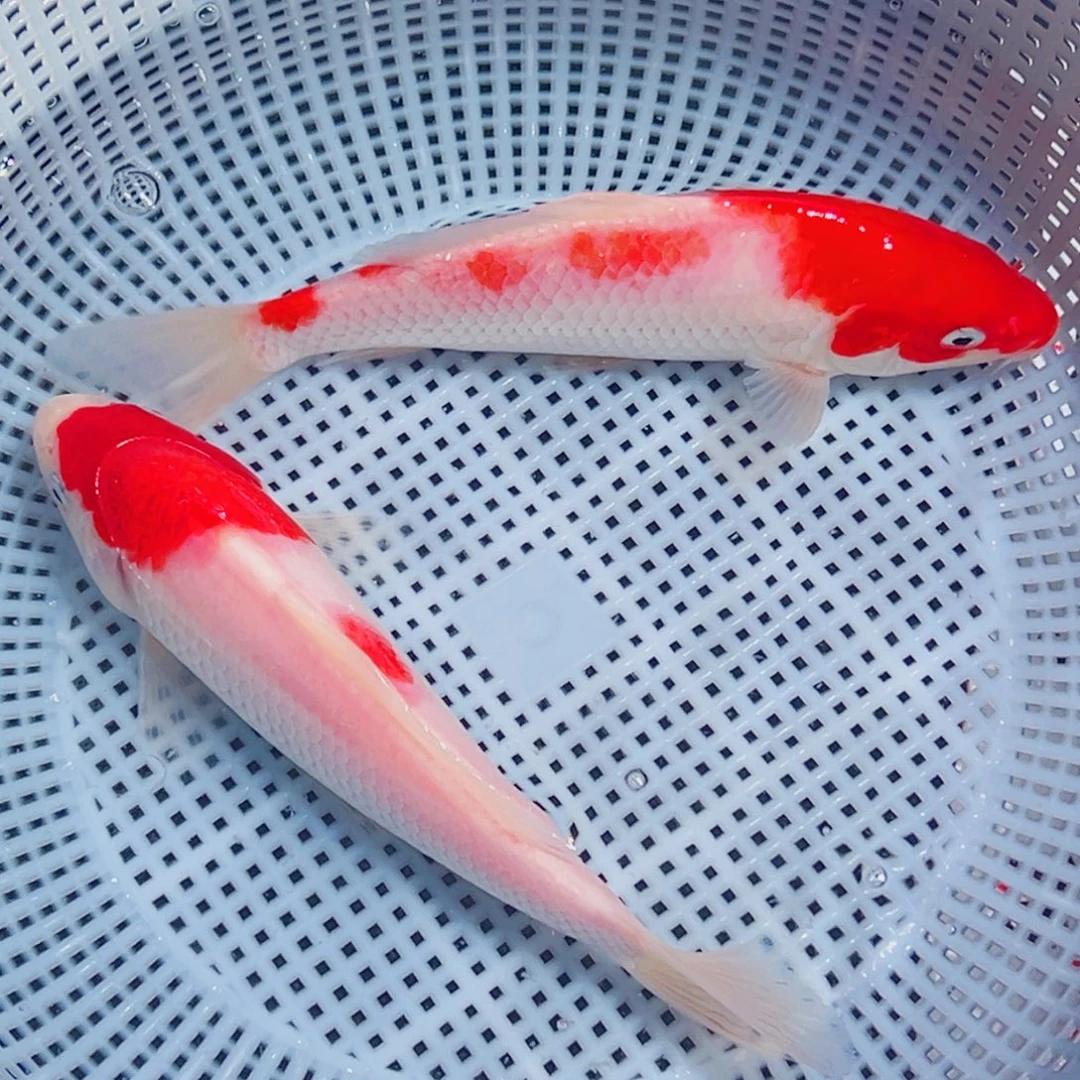 锦鲤锦鲤观赏鱼1111