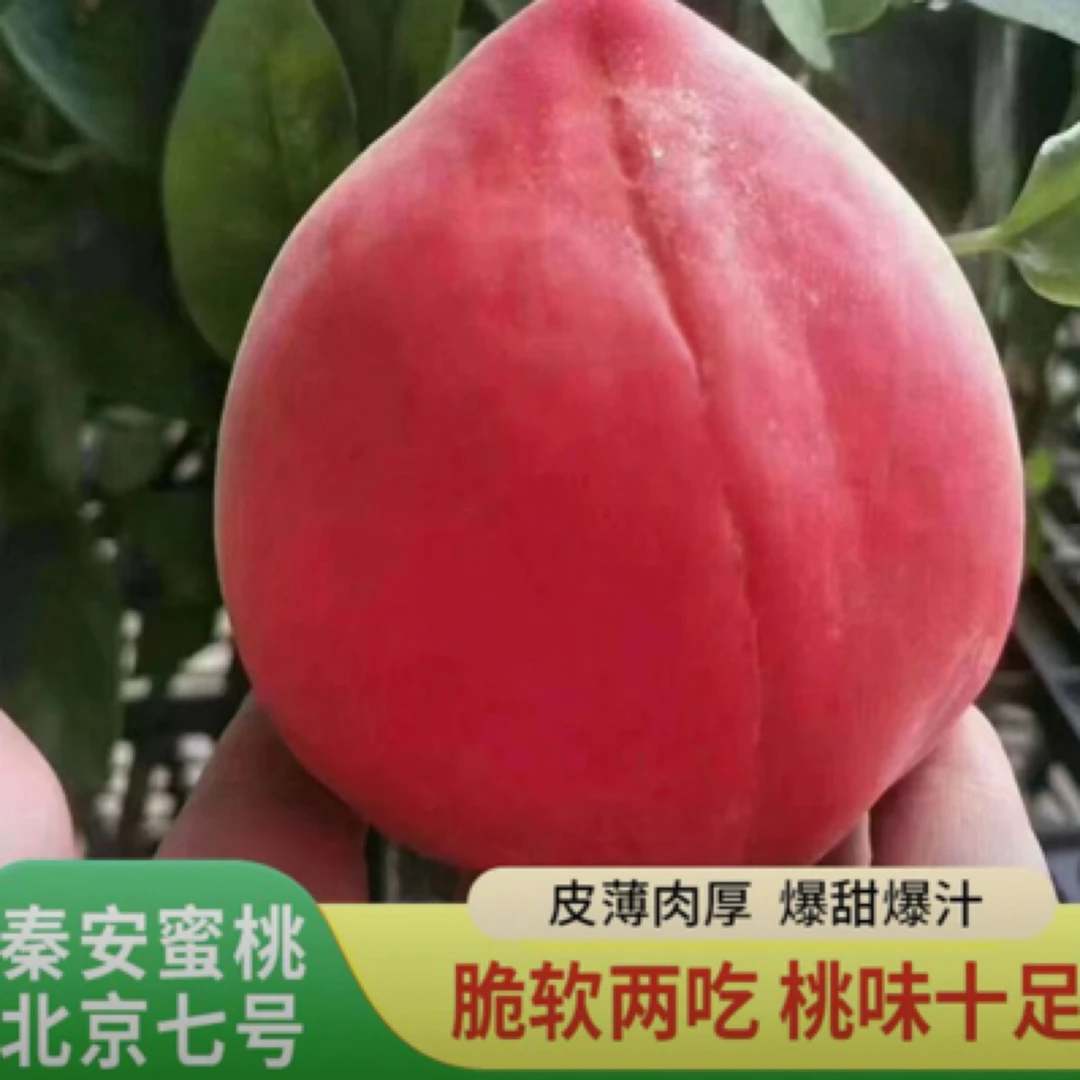 【秦安北京7号水蜜桃】甘肃高山蜜桃鲜爆多汁现摘现发包邮