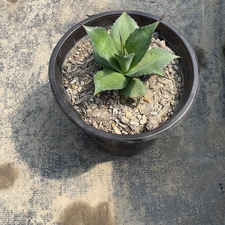 闽***人无花朵龙舌兰绿色植物