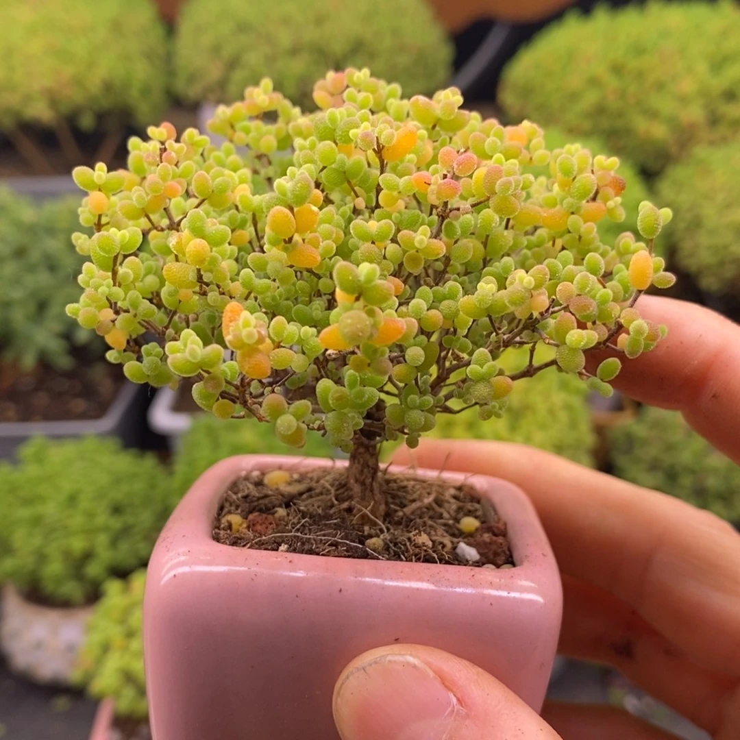 无花朵23蜜橘。