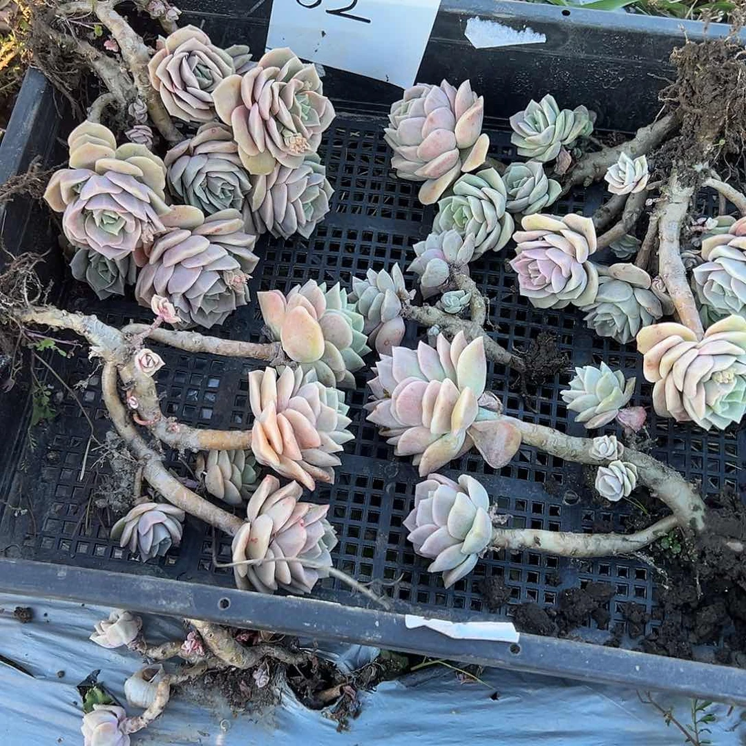 a****。62号，筐拍不售后