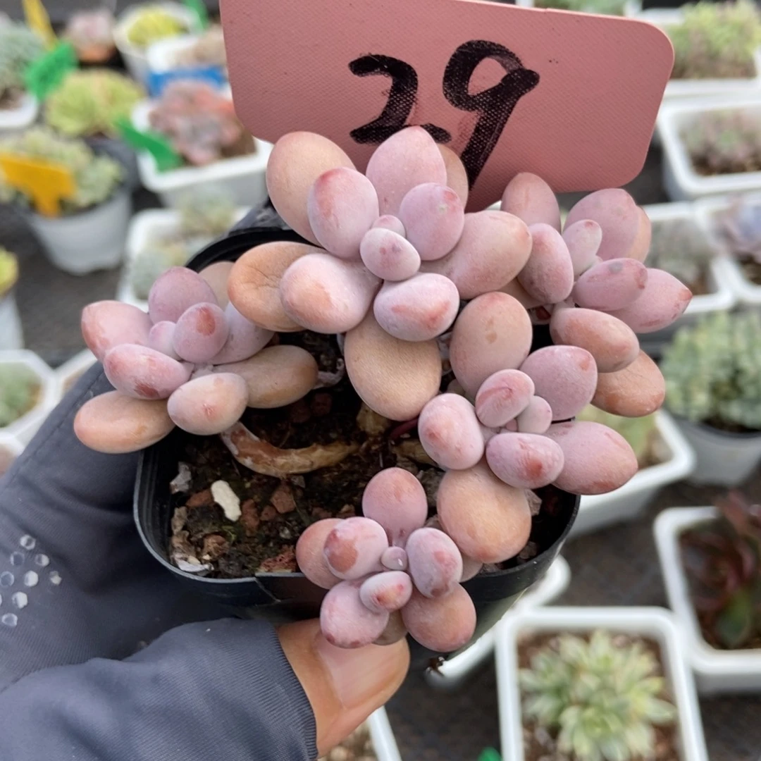29桃蛋多肉植物多肉