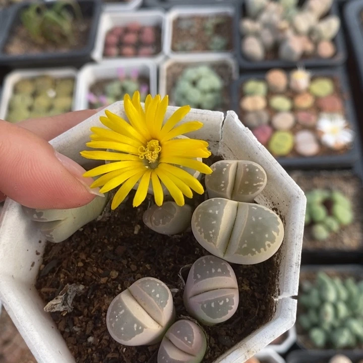 优选粉橄榄多头特价