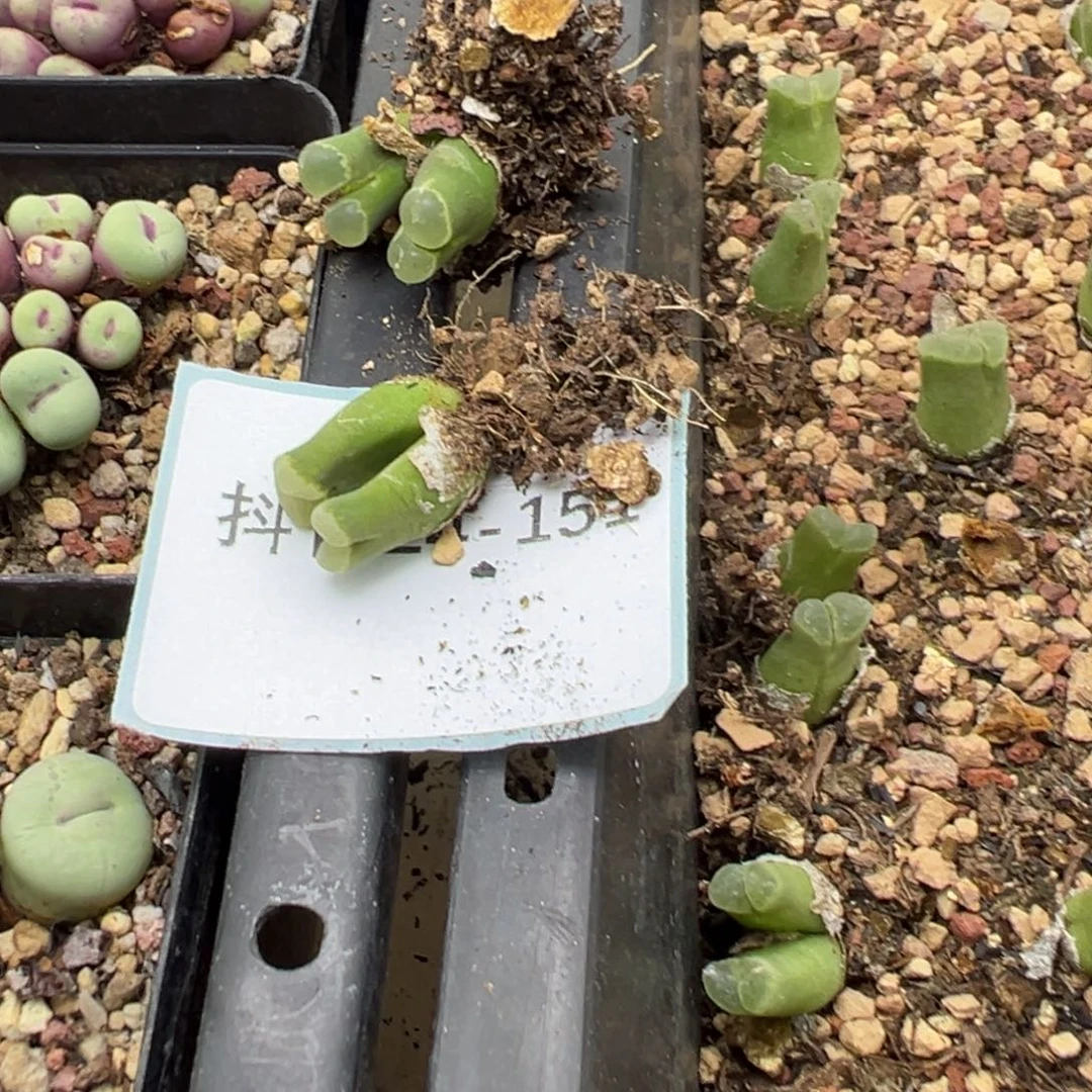 小***吗24-151肉锥多肉植物