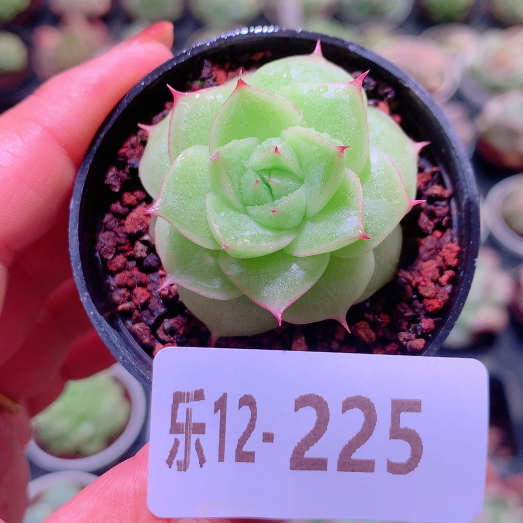 乐然12-225 麦秆单头