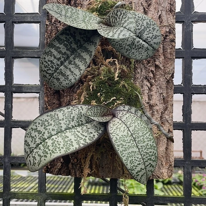 当前无花栽培后可以开花37号。