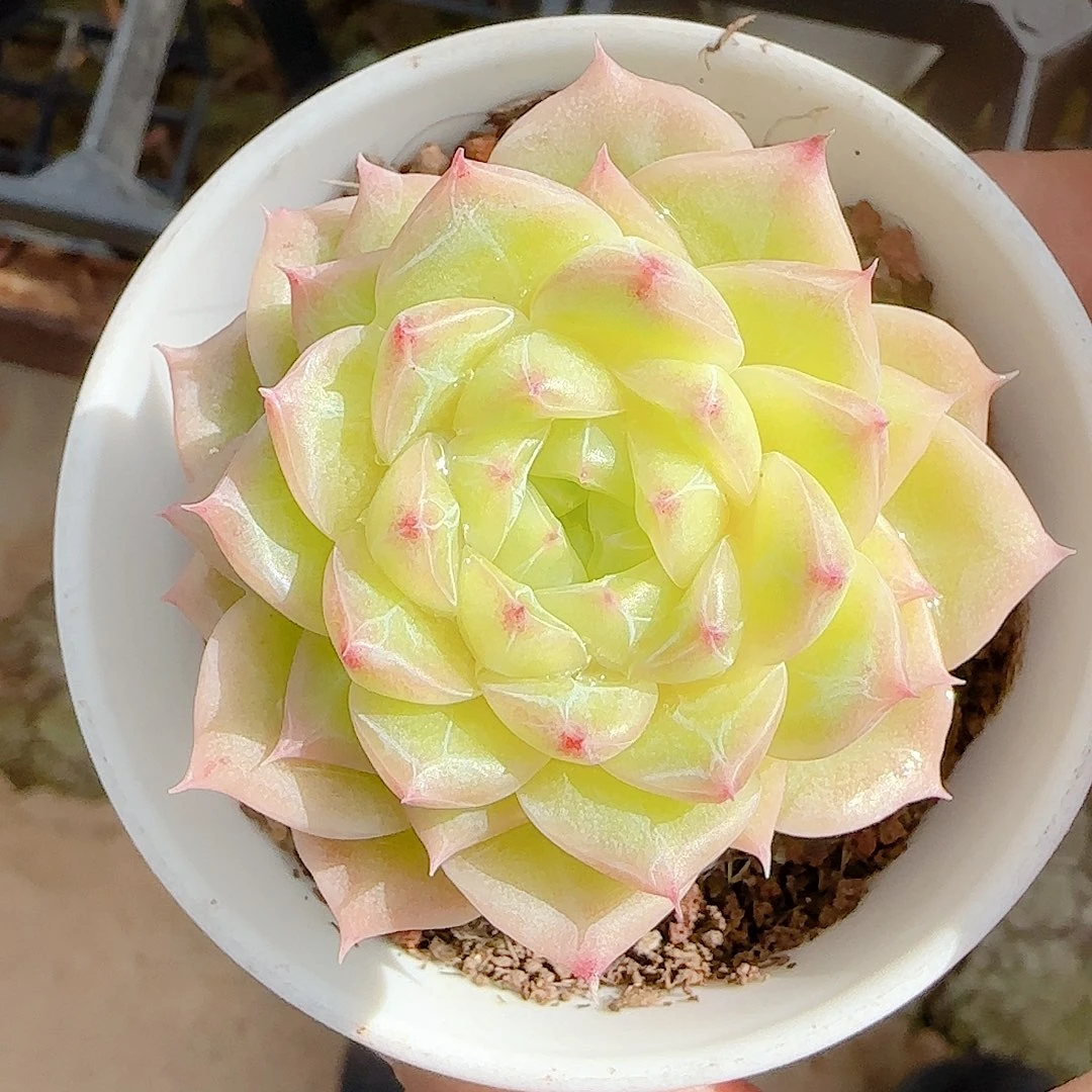 1116-66（xpp-250）优选