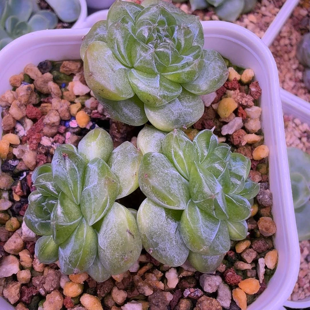 绿透甜心一物一拍