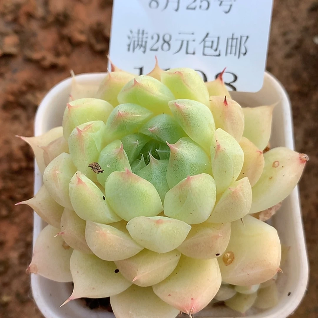 【闪购商品】云1108号