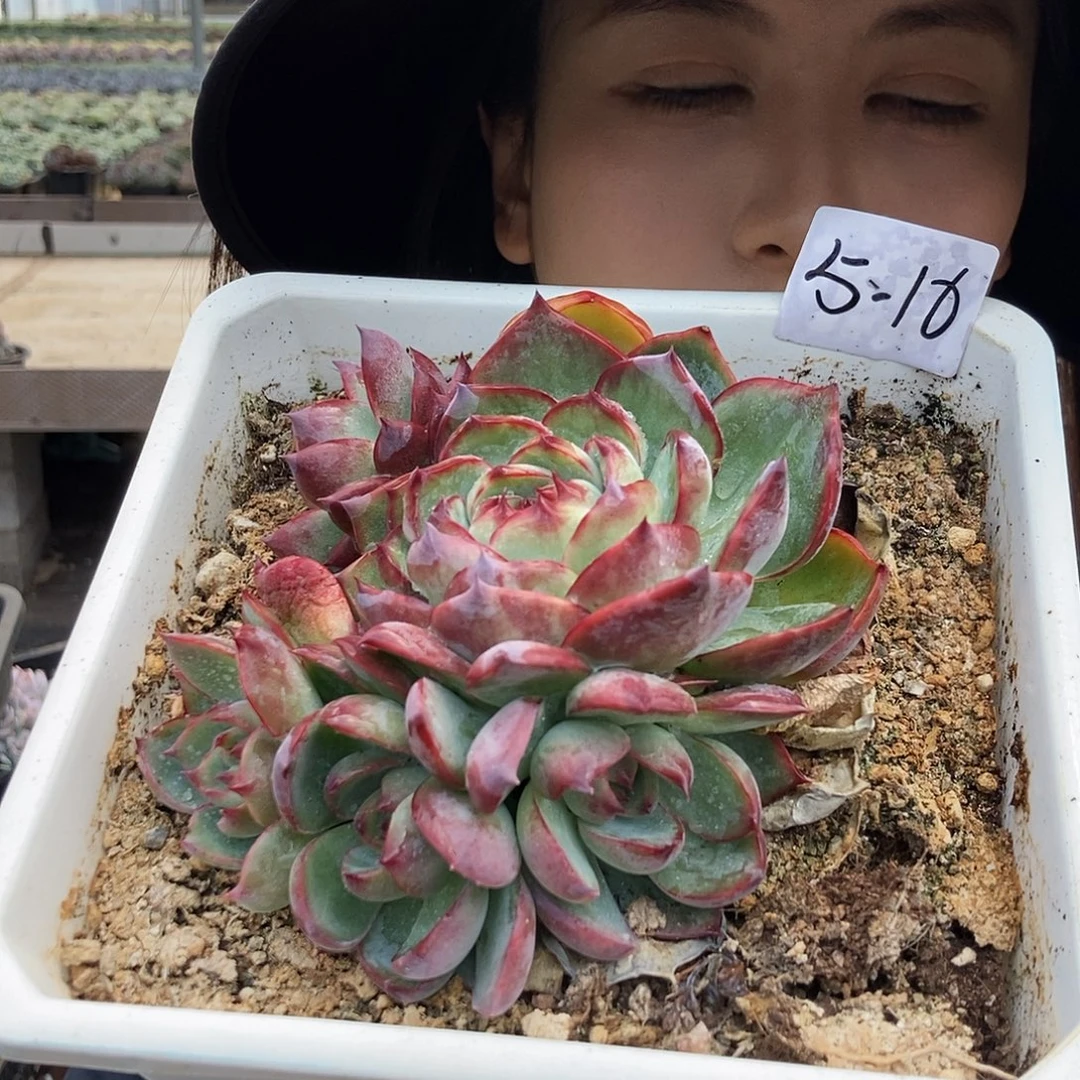 绣***阁5-16 一物一拍直播间为准
