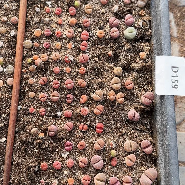 生石花1111。     159