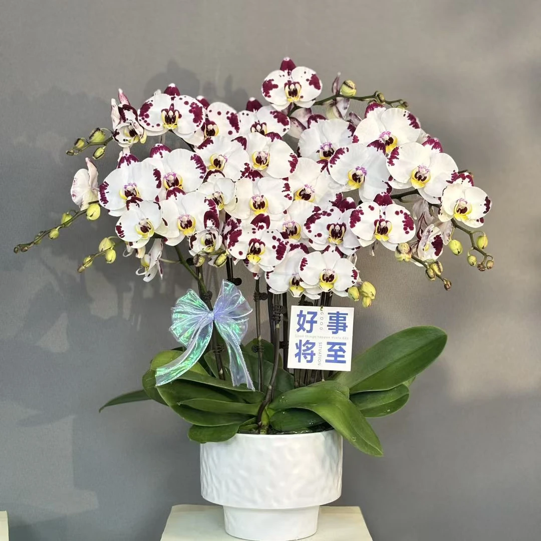 蝴蝶兰《海蓝之谜》台湾稀有高货 收藏者福音 带花带花苞基地直发