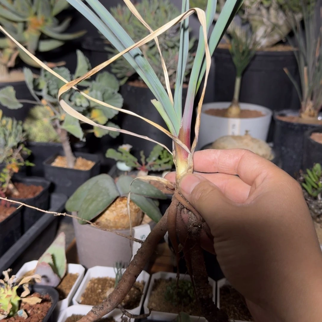 用****2蓝丝兰块根多肉植物