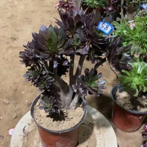 黑法师缀一物一拍