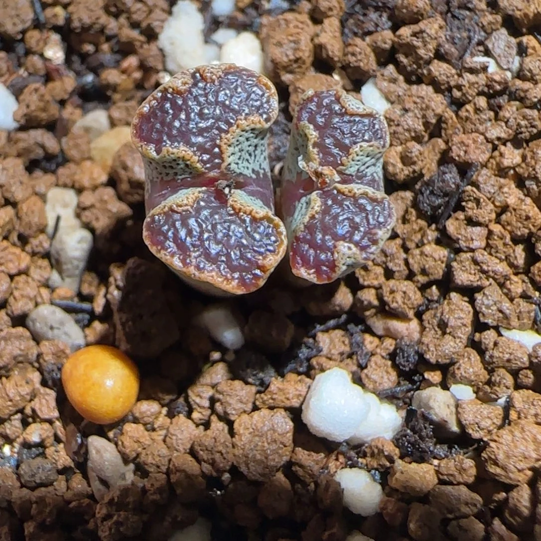 肉锥多肉植物组合-蝴蝶839