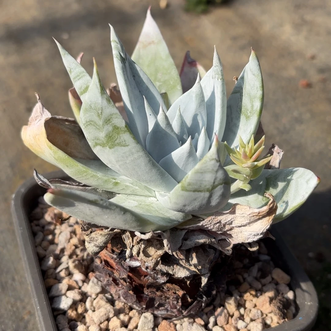 布瑞东尼，仙女杯多肉