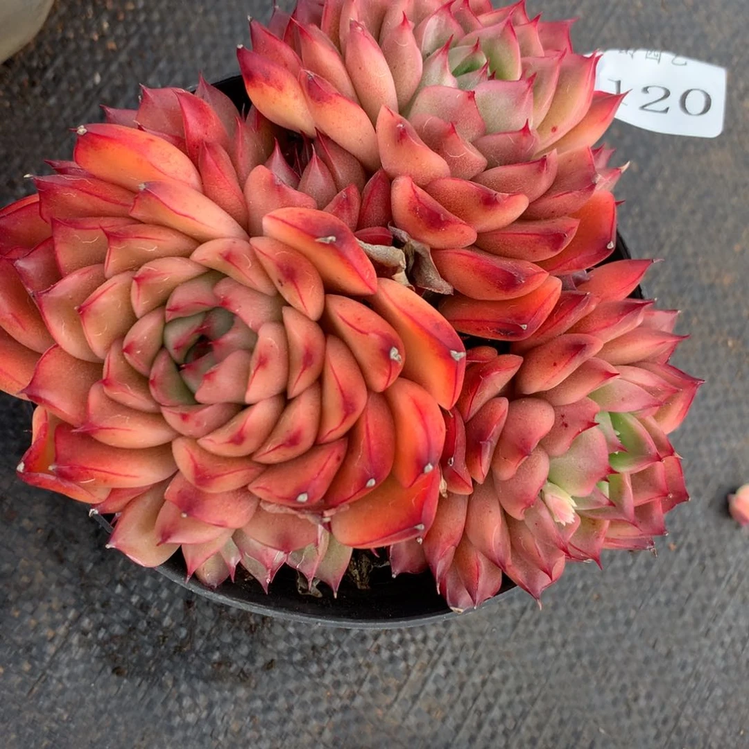 7120杂交精品基地13厘米