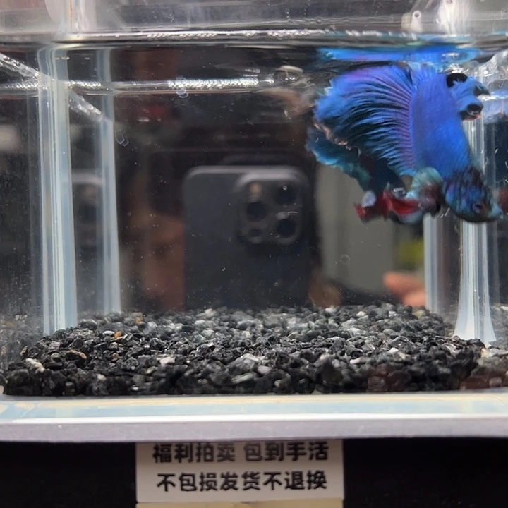 斗鱼竞拍跑单拉黑26日64