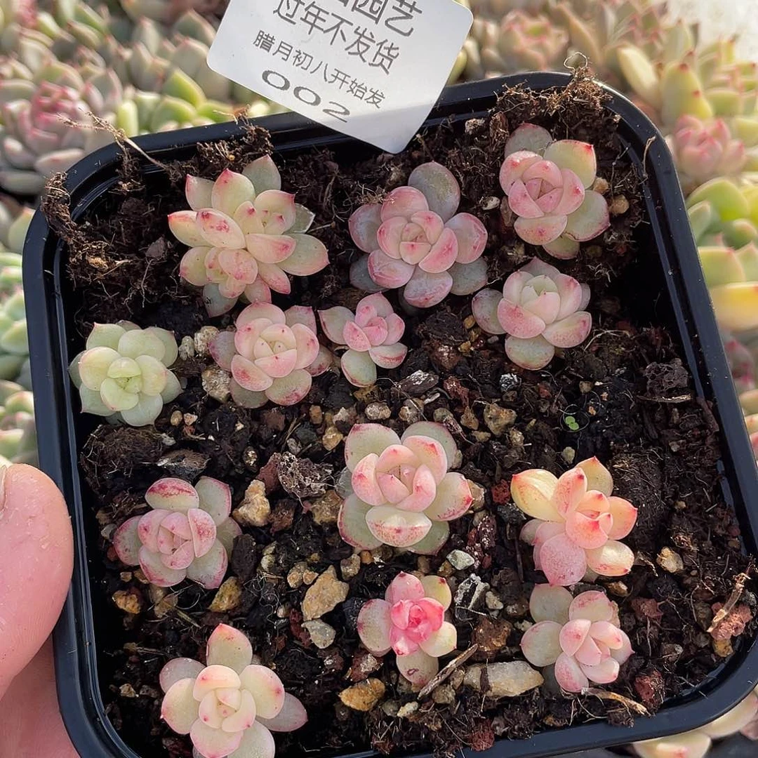 败*珍妮混25+一物一拍002