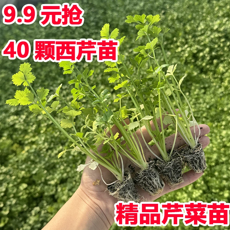 皇后芹菜苗西芹香芹根芹高产四季春秋盆栽阳台基地直发