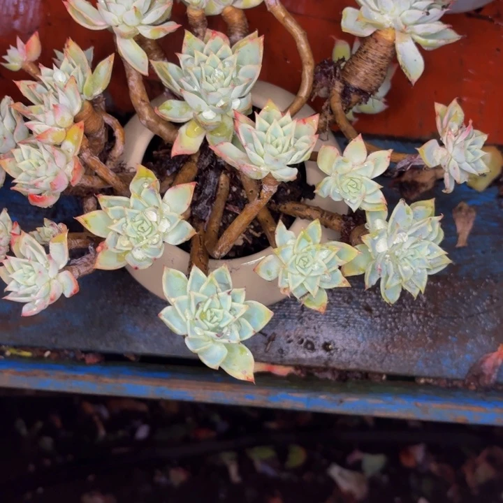 雪***嘉老桩精品肉肉三色堇