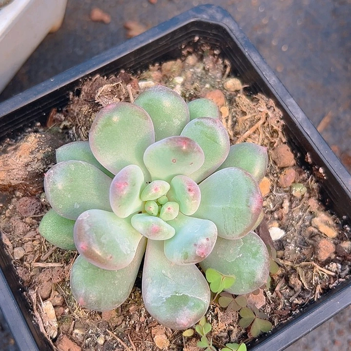 刚果系列美人美人系列一物一拍多肉