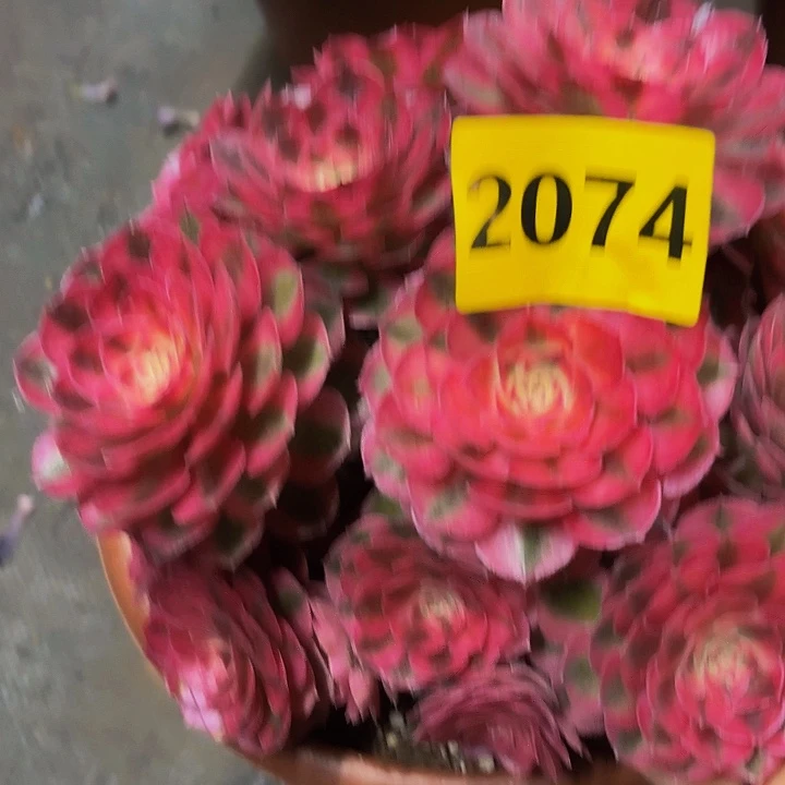 多肉植物荔枝2074