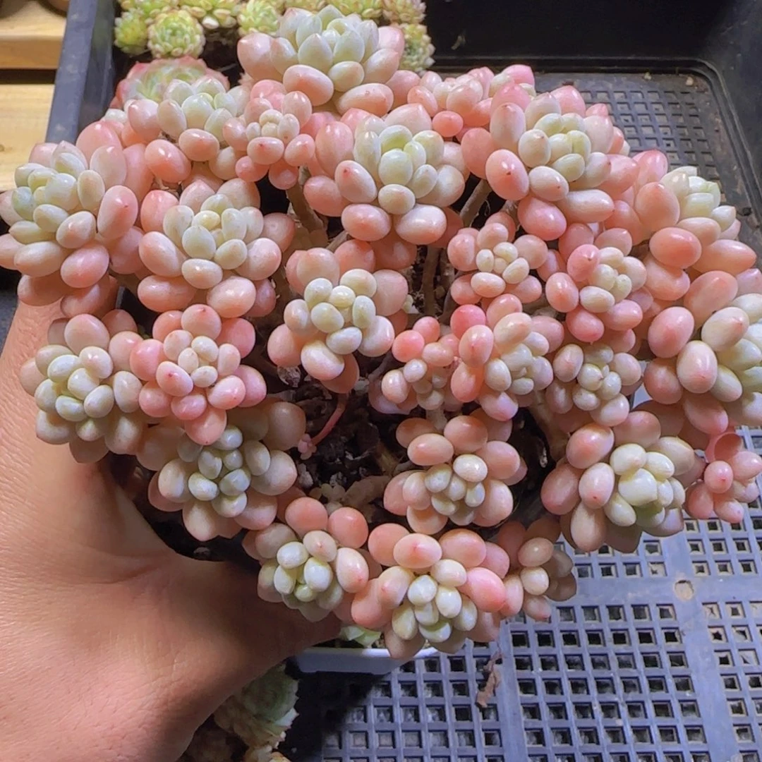 鱼子酱精控老桩平头