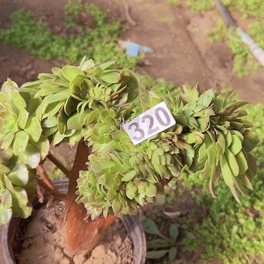 水***心多肉植物一个万追