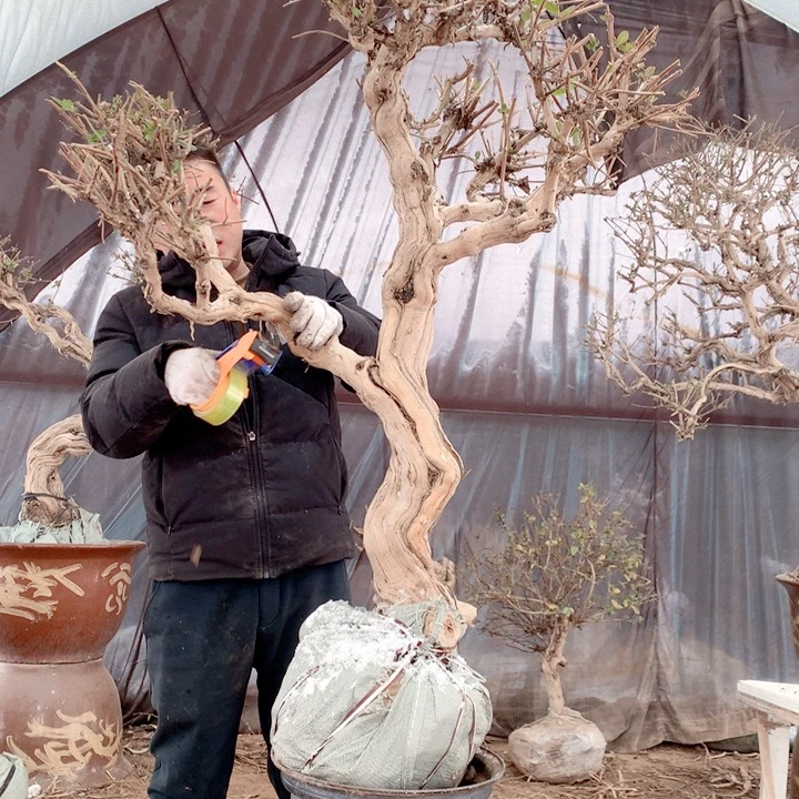 风***洒全部花朵金银花88888