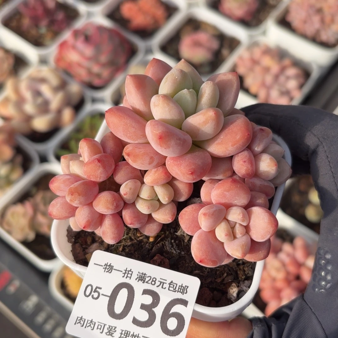 樱花洛神无盆土发货